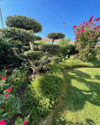 In un importante giardino presso le torri di Jesolo abbiamo inserito un esemplare di olivo a palchi e una nuova varietà di ‘lagherstroemia dinamite’ con fiori rossi bellissimi #gardening #gardendesign #giardiniereprofessionista #realizzazionipersonalizzate #realizzazionidiparchiegiardini #unescoworldheritagesite #unesco #collinedelprosecco #artistagiardiniere  #giardinaggio #giardino #gardendesign  #giardiniereprofessionista #realizzazionipersonalizzate #realizzazionidiparchiegiardini #unescoworldheritagesite #unesco #collinedelprosecco #artistagiardiniere #collinedelproseccounesco #unescoworldheritage