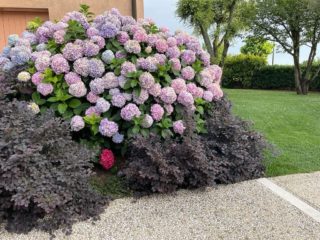 Una nuvola di ortensie..in un’esplosione di colori 
#piante #natura #gardening #verde #terrearmate #gardendesign #green #nature #giardiniereprofessionista 
#giardinieri #fiori #realizzazionipersonalizzate #realizzazionidiparchiegiardini #unescoworldheritagesite #unesco #collinedelprosecco #artistagiardiniere #potatura #giardinaggio #fiori #donna #giardino #piante #natura #gardening #verde #terrearmate #gardendesign #green #nature #giardiniereprofessionista #giardinieri #fiori #realizzazionipersonalizzate #realizzazionidiparchiegiardini #unescoworldheritagesite #unesco #collinedelprosecco #artistagiardiniere #tufo #collinedelproseccounesco #unescoworldheritage