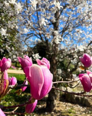 La primavera è finalmente arrivata e con essa i meravigliosi colori delle magnolie in fiore. I loro petali delicati portano con sé i profumi della stagione più bella dell'anno. Non c'è niente di più bello di un bel giardino curato e di respirare l'aria fresca e profumata della primavera 🌸🌷

Contattateci per un consulto sul vostro giardino, oppure visitate il sito www.artistagiardiniere.it

 #primavera #fiori #magnolie #bellezza #profumi
