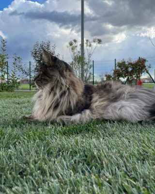 Anche al gattone di casa piace il nuovo manto erboso in rotoli che abbiamo steso in questo nuovo giardino ad Oderzo 
#piante #natura #gardening #verde #terrearmate #gardendesign #green #nature #giardiniereprofessionista 
#giardinieri #fiori #realizzazionipersonalizzate #realizzazionidiparchiegiardini #unescoworldheritagesite #unesco #collinedelprosecco #artistagiardiniere #potatura #giardinaggio #fiori #donna #giardino #piante #natura #gardening #verde #terrearmate #gardendesign #green #nature #giardiniereprofessionista #giardinieri #fiori #realizzazionipersonalizzate #realizzazionidiparchiegiardini #unescoworldheritagesite #unesco #collinedelprosecco #artistagiardiniere #tufo #collinedelproseccounesco #unescoworldheritage