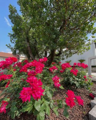 Che siano cespugliose, sarmentose,striscianti arbusti o alberelli, a fiore grande o piccolo, a mazzetti, pannocchie o solitari LA ROSA 🌹 semplicemente la regina del giardino

#piante #natura #gardening #verde #terrearmate #gardendesign #green #nature #giardiniereprofessionista 
#giardinieri #fiori #realizzazionipersonalizzate #realizzazionidiparchiegiardini #unescoworldheritagesite #unesco #collinedelprosecco #artistagiardiniere #potatura #giardinaggio #fiori #donna #giardino #piante #natura #gardening #verde #terrearmate #gardendesign #green #nature #giardiniereprofessionista #giardinieri #fiori #realizzazionipersonalizzate #realizzazionidiparchiegiardini #unescoworldheritagesite #unesco #collinedelprosecco #artistagiardiniere #tufo #collinedelproseccounesco #unescoworldheritage